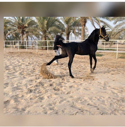 stable - Dubai - +971 50 888 3357