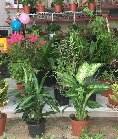 Saraswati Flowers (ABAQ AL WARD), Sharjah - Ajman - +971 6 559 5225