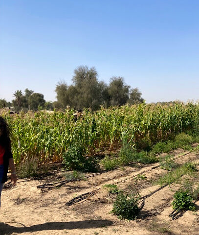 My Farm Dubai - Ajman - +971 50 334 7261