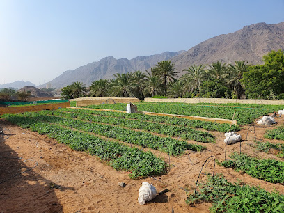 مزرعة سالم علي عبدالله الصحابي اليماحي - Ajman - +971 50 186 9998