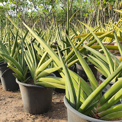 Plants and more - Dubai - +971 55 101 0234