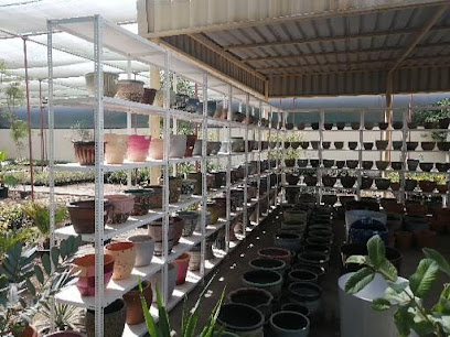 Wild Flora Horticulture LLC (Plants Nursery) - Dubai - +971 55 859 2884