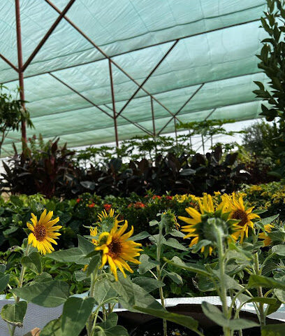 Jade Square Landscaping (مشتل) - Dubai - +971 56 696 5777