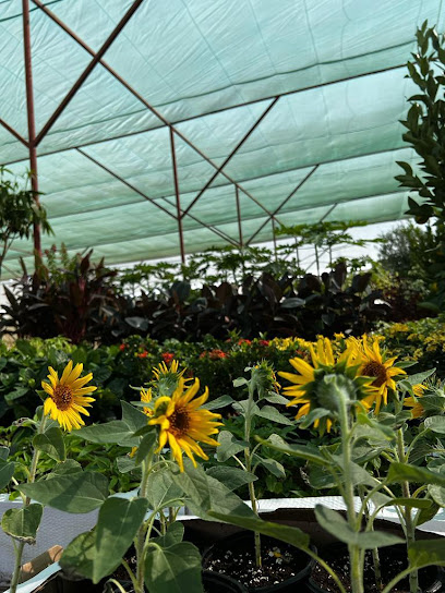 Jade Square Landscaping (مشتل) - United Arab Emirates|'Asharij - Bida Bin Ammar - Abu Dhabi|43 Al Minzal St