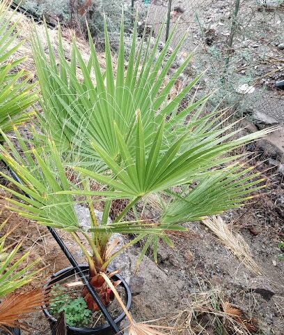 Al Taween Washingtonia Farm - Ajman -