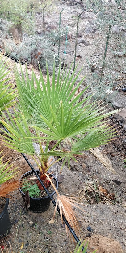 Al Taween Washingtonia Farm - United Arab Emirates|Al Jireef - Fujairah|G35J+5WG