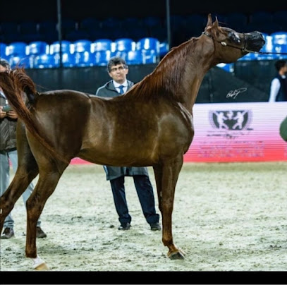 مربط الزايد للخيول العربية - Dubai -