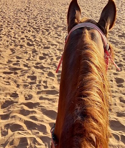 Al Buraq Equestrian Stables اسطبلات البراق لتعليم الفروسية - Dubai - +971 50 171 8116
