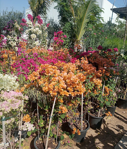 Plants and Landscaping L. L. C - Dubai - +971 55 921 0936