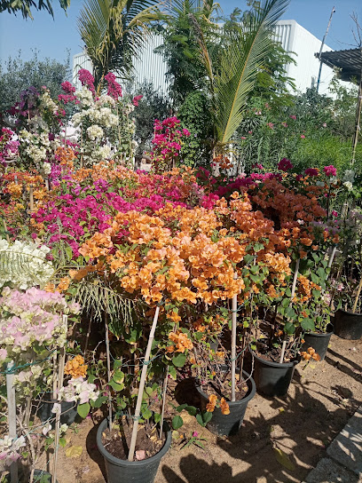 Plants and Landscaping L. L. C - United Arab Emirates|Warsan 2 - Dubai