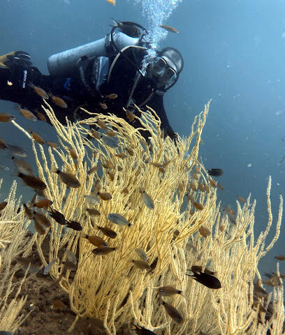 Reef Oasis Dive Club | Fujairah - Abu Dhabi - +971 56 567 1110