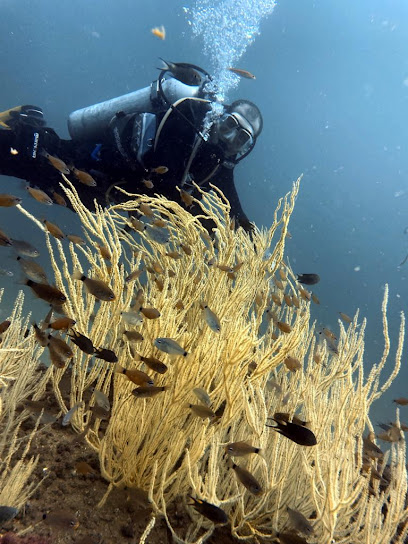 Reef Oasis Dive Club | Fujairah - United Arab Emirates|Fujairah|Al Dana Island