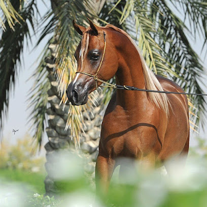 مربط الزحمي للخيول العربية - Dubai - +971 50 101 0093