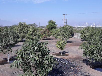 Al Khatal Kalba Farm - Ajman -