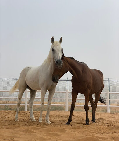 Malath Paddock Paradise - Ajman - +971 50 707 6242