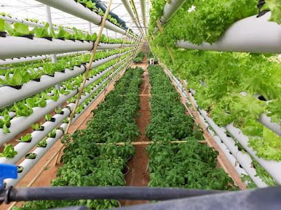 Farm Fresh Harvest LLC - Ajman - +971 50 665 3829