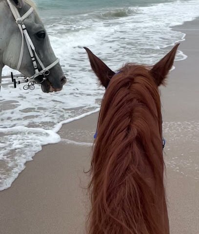 اسطبل فيرد -الفقيت pferd stable - Dubai - +971 50 772 0767