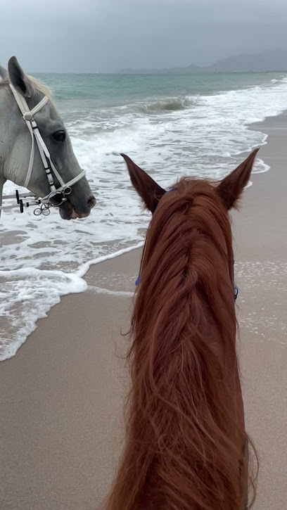 اسطبل فيرد -الفقيت pferd stable - United Arab Emirates|Al Fqait - Fujairah|H9M3+2W4