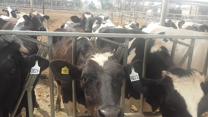 Fujairah National Dairy Farm - Abu Dhabi - +971 9 244 3021