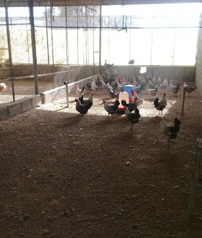 Khalifa bin Dhean Farm مزرعة المهيري - Ajman - +971 56 669 3398