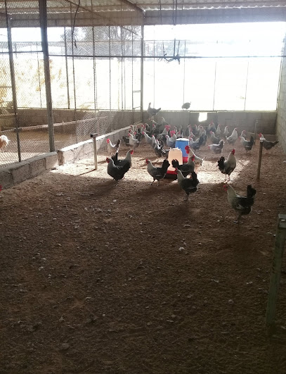 Khalifa bin Dhean Farm مزرعة المهيري - United Arab Emirates|Muwailha - Ras al Khaimah|Unnamed Road
