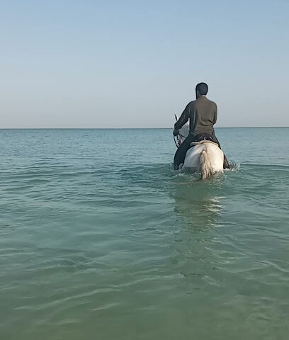 Awan horse transport - Dubai - +971 55 245 1236