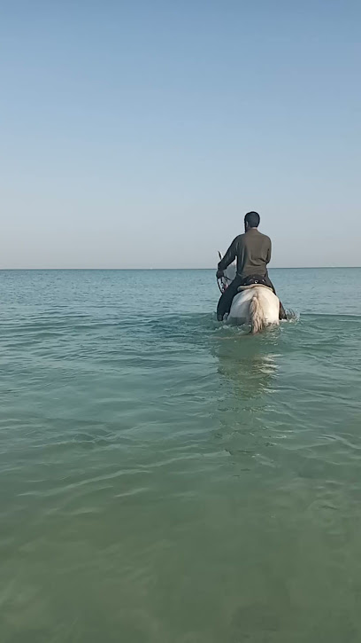 Awan horse transport - United Arab Emirates|Hay Aldubdabaah South - Sharjah|Al Zubair