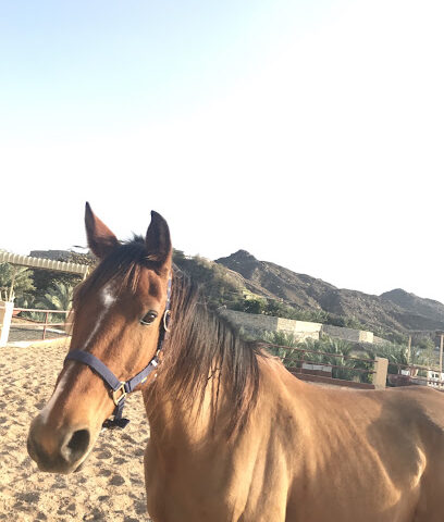 Masafi Stables - Dubai - +971 50 116 6650