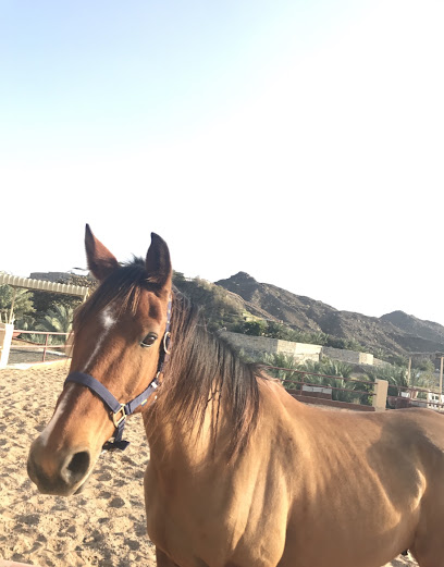Masafi Stables - United Arab Emirates|Ras al Khaimah|Unnamed Road|85G2+X59
