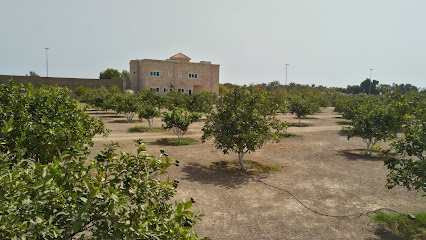 Saeed Abdullah Al Khatal Dhadna - Ajman -