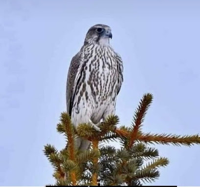 Al Nukhbah Falcons, Khalaf Al Mazrouei - Ajman - +971 50 444 9115
