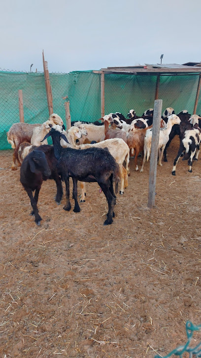 عبدالله جمعه الشامسي - United Arab Emirates|Ajman|Unnamed Road|9HH4+C52