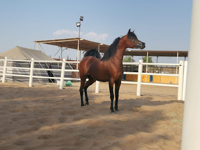 مركز الخاتم لتدريب الخيل العربية - Dubai - +971 52 733 7737