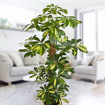 Golden Garden Flowers - Ajman - +971 2 676 5532