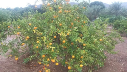 Sabeer - Ajman -