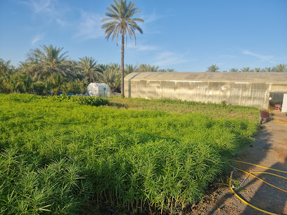 Ali Saif Juma Farm مزرعة علي سيف جمعه الملاحي - Ajman -