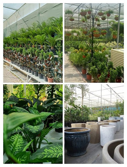 Buyforgarden - United Arab Emirates|Al - Warsan 3 - Dubai|Floristics Gardens St|S01