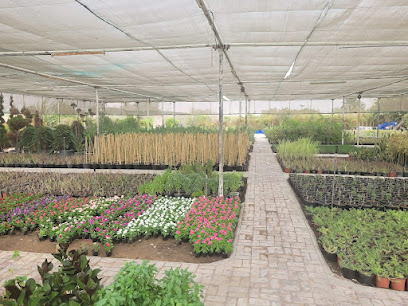 Gulf nursery, Al Bahyah Branch - Dubai - +971 50 123 9852