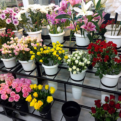 دولتشي للزهور والعطور Doltchi flowers and perfumes - Ajman - +971 50 404 7046