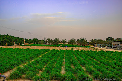Benzer Farms - Ajman - +971 56 165 1716