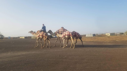 emRan Camel Farm - Ajman - +971 55 322 6443