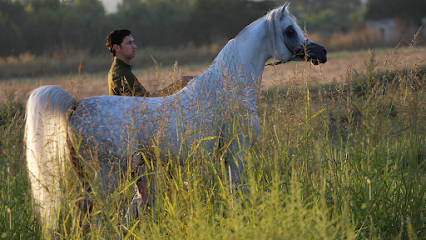 Al Dar Stud - Ajman - +971 54 333 2282