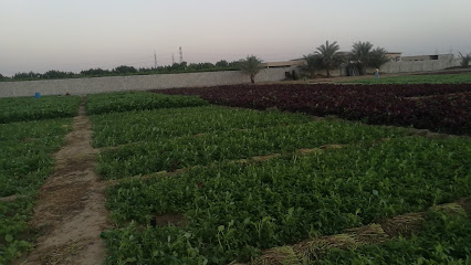 Bangali vegetable Farms - Dubai -