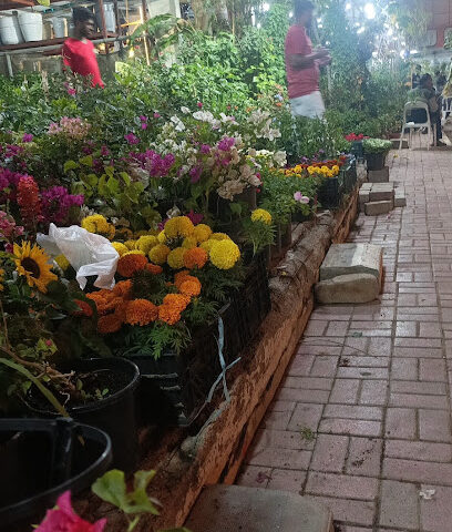 Joori plants nursery 06 - Ajman - +971 55 839 9529