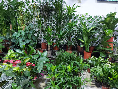 Edge Plants Shop Al Barsha 2 Plant Nursery - Dubai - +971 52 737 3242