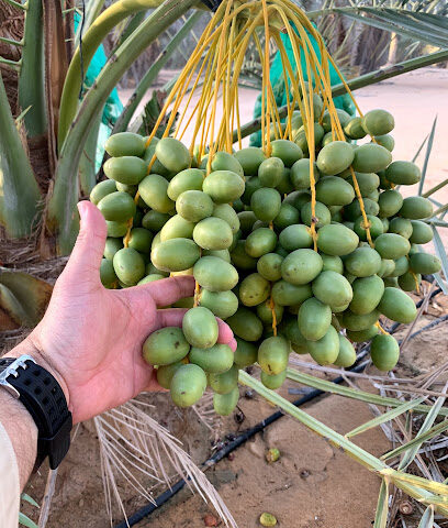 Palm Ahmed Mohammed Hilal Al Mazroui farm - Ajman - +971 50 691 0699