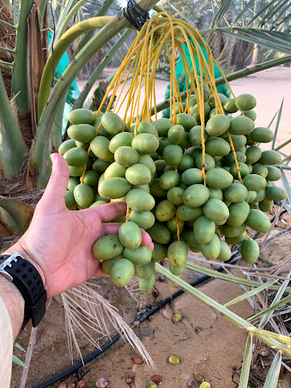Palm Ahmed Mohammed Hilal Al Mazroui farm - United Arab Emirates|457 Abu Dhabi - Liwa Road