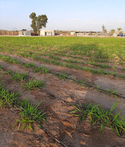 مزرعه الغيث AlGhaith Farm - Ajman - +971 56 707 1166