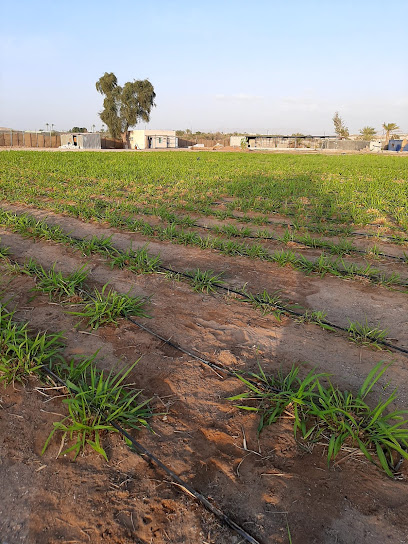 مزرعه الغيث AlGhaith Farm - United Arab Emirates|Sharjah