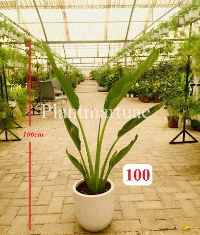 Plantmartuae.com - Dubai - +971 56 142 6120